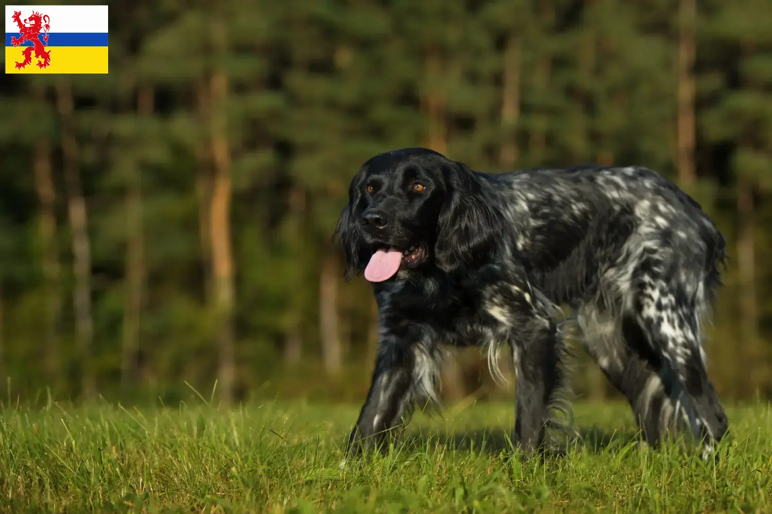 Read more about the article Large Münsterländer breeder and puppies in Limburg