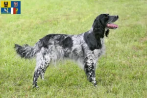 Read more about the article Large Münsterländer breeder and puppies in Moravia-Silesia