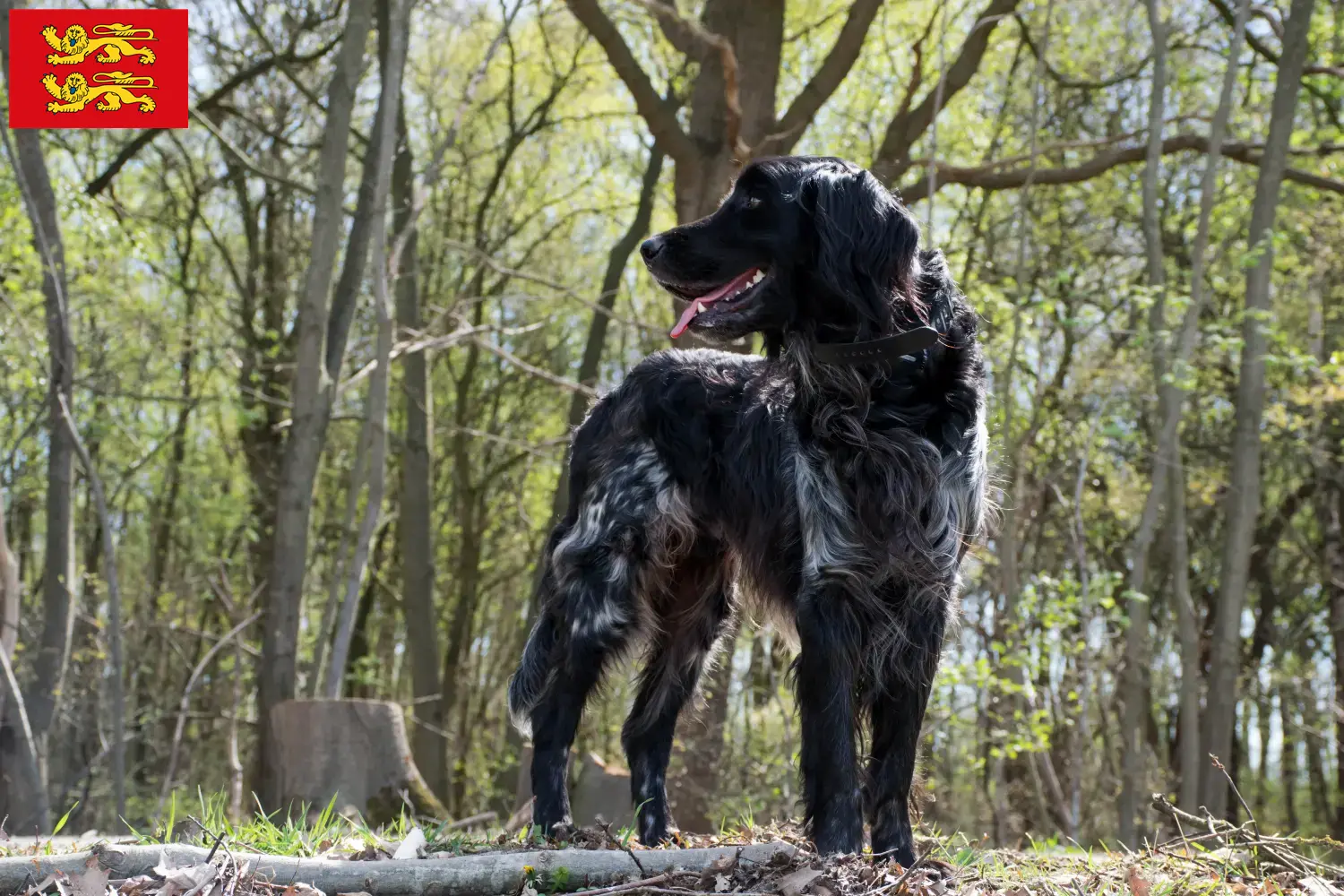 Read more about the article Large Münsterländer breeder and puppies in Normandy