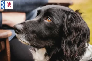 Read more about the article Large Münsterländer breeder and puppies in Nouvelle-Aquitaine