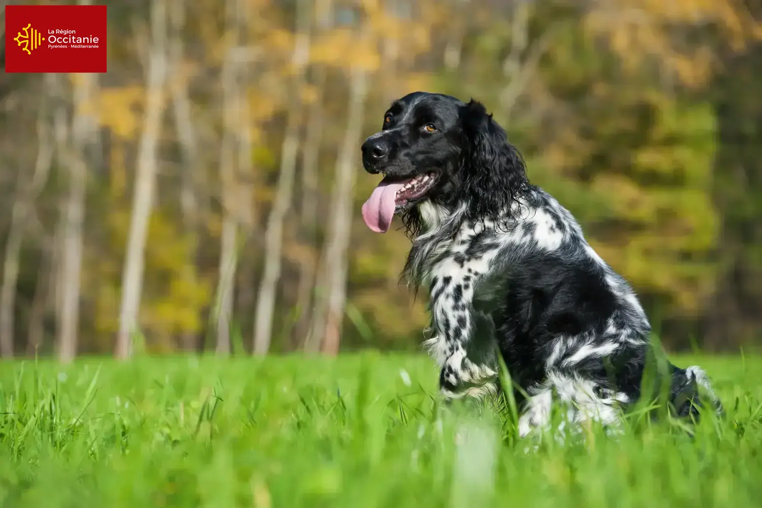 Read more about the article Large Münsterländer breeder and puppies in Occitania