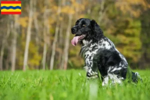 Read more about the article Large Münsterländer breeder and puppies in Overijssel