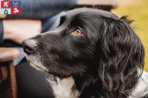 Read more about the article Large Münsterländer breeder and puppies in Pardubice