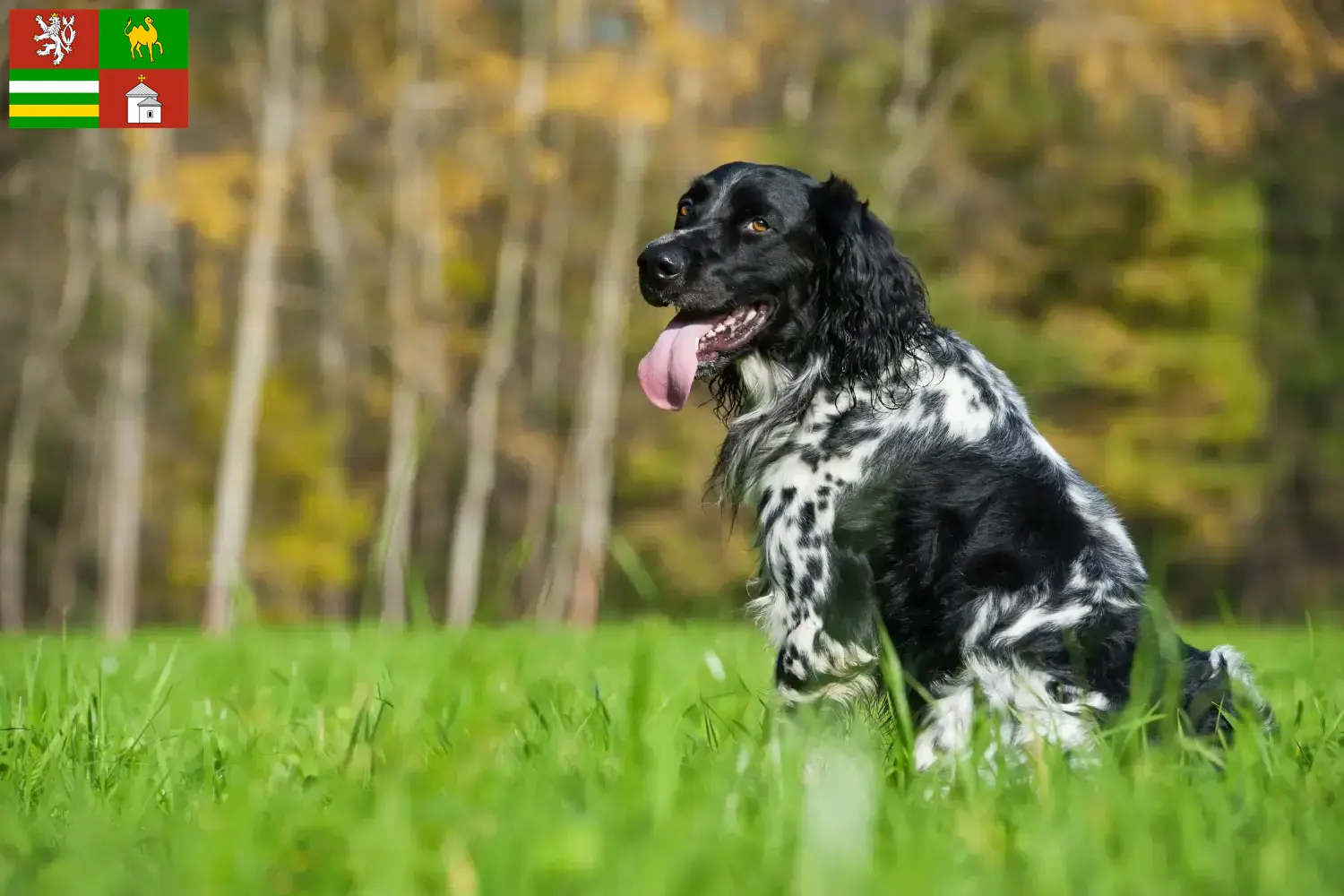 Read more about the article Large Münsterländer breeder and puppies in Pilsen