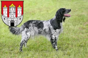 Read more about the article Large Münsterländer breeder and puppies in Salzburg