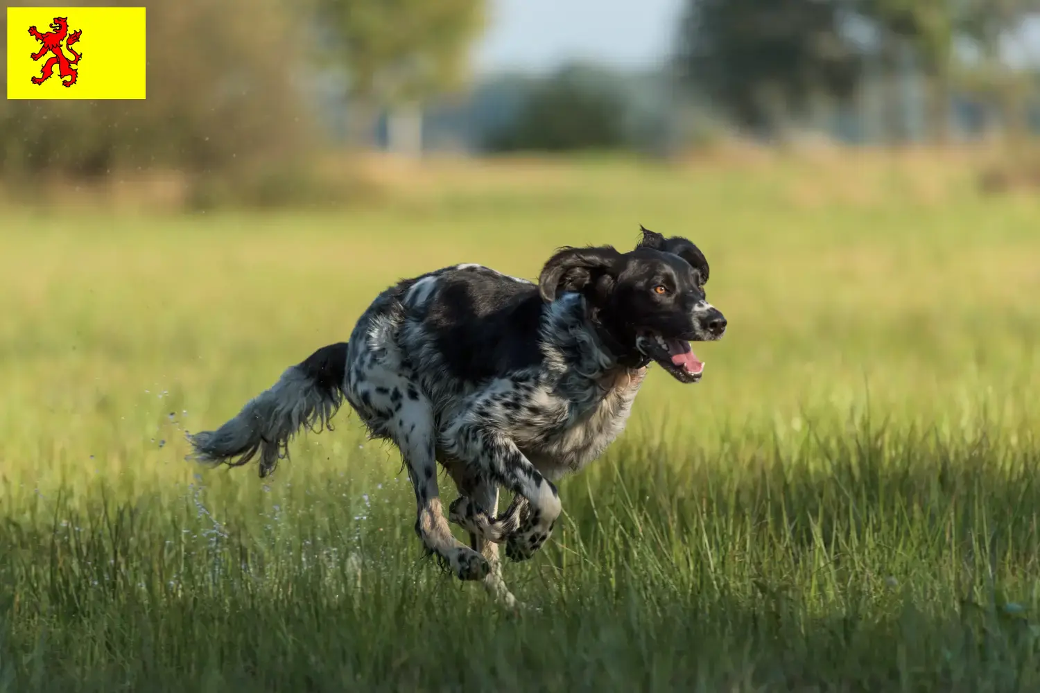 Read more about the article Large Münsterländer breeder and puppies in South Holland