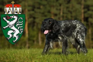 Read more about the article Large Münsterländer breeder and puppies in Styria