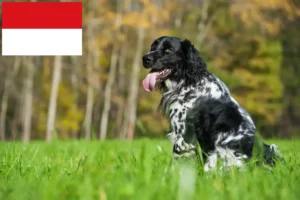 Read more about the article Large Münsterländer breeder and puppies in Vienna