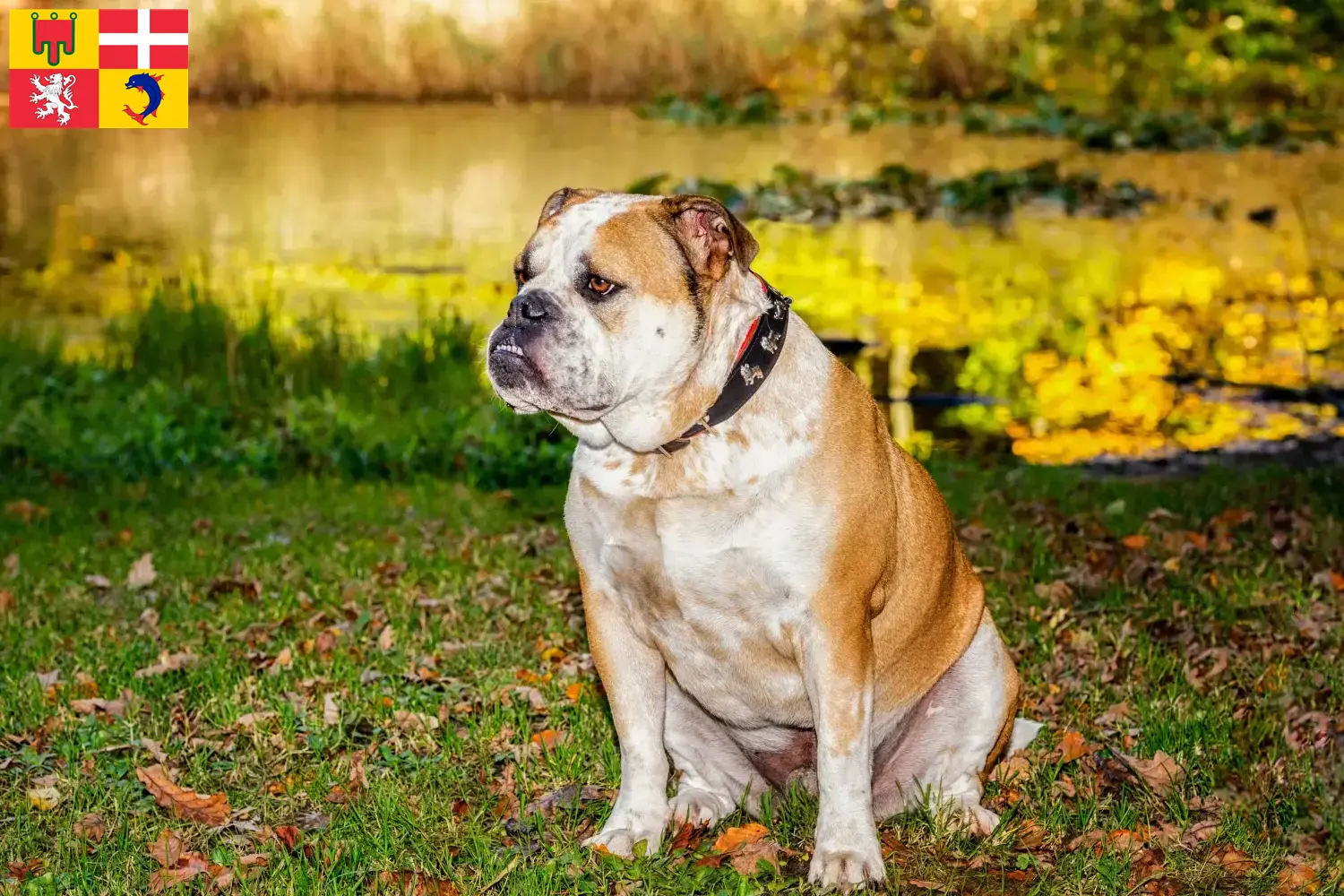 Read more about the article Olde English Bulldog breeders and puppies in Auvergne-Rhône-Alpes