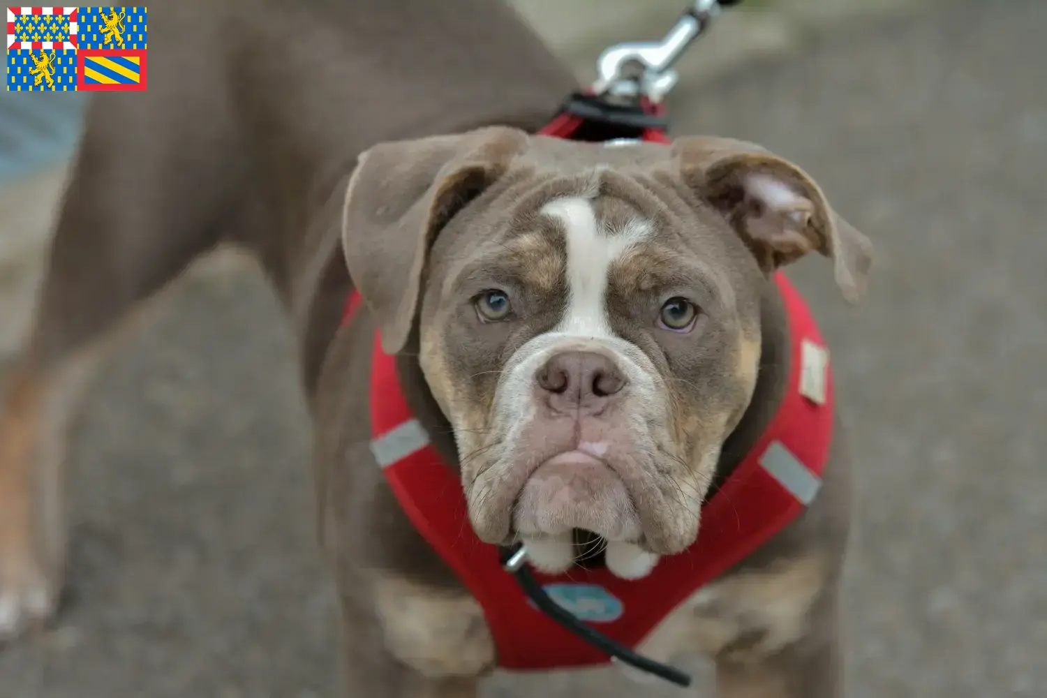 Read more about the article Olde English Bulldog breeders and puppies in Bourgogne-Franche-Comté