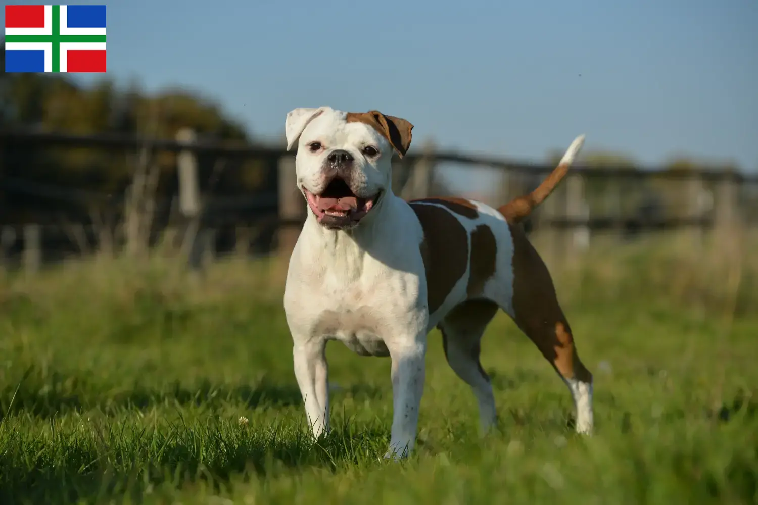 Read more about the article Olde English Bulldog breeder and puppies in Groningen