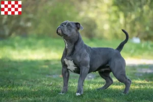 Read more about the article Olde English Bulldog breeders and puppies in North Brabant