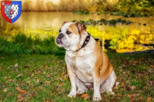 Read more about the article Olde English Bulldog breeders and puppies in Pays de la Loire