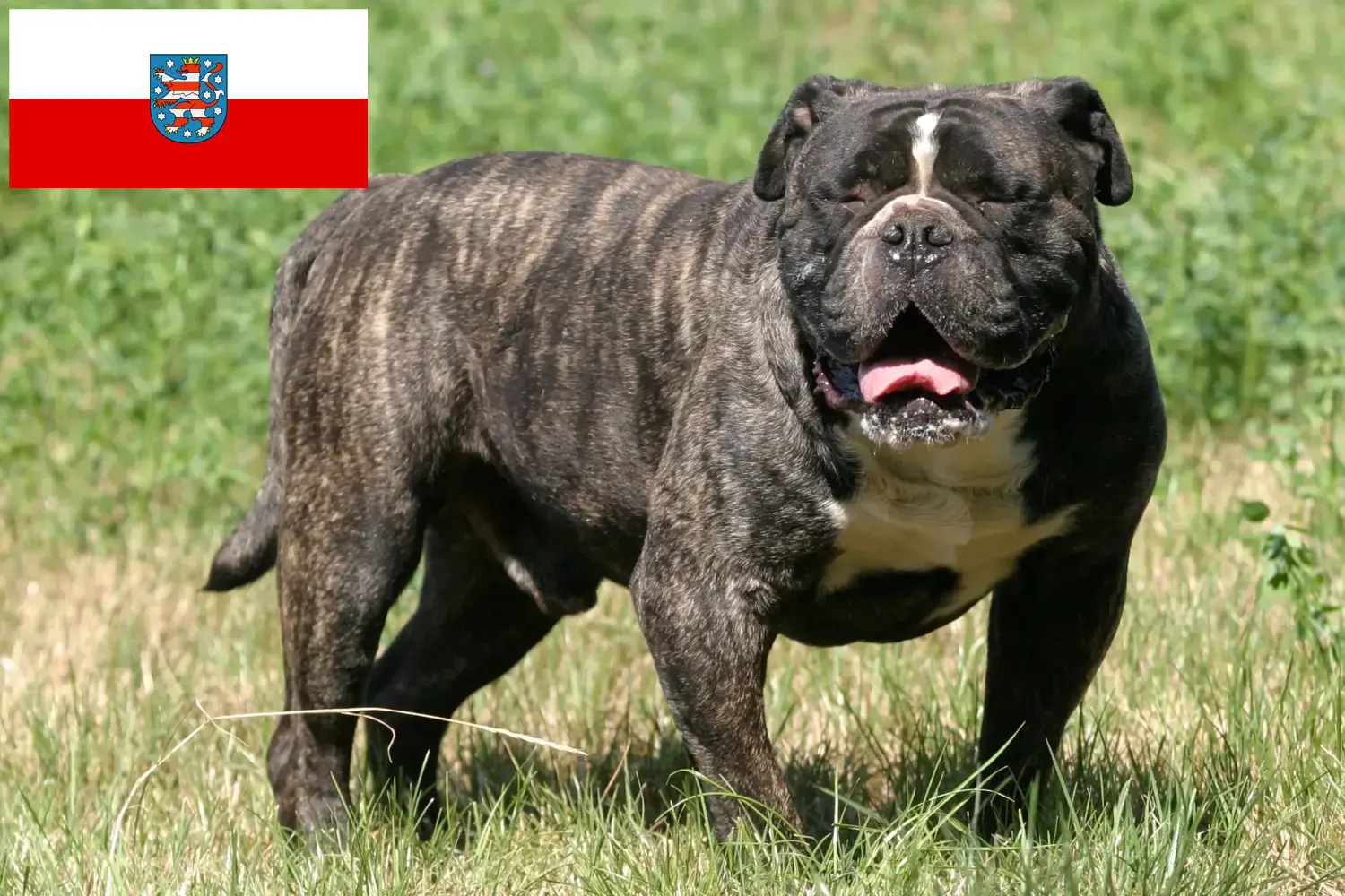 Read more about the article Olde English Bulldog breeder and puppies in Thuringia