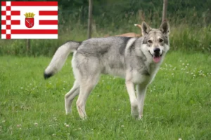 Read more about the article Saarloos Wolfdog breeders and puppies in Bremen