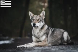 Read more about the article Saarloos wolfhound breeders and puppies in Brittany