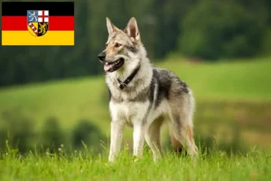 Read more about the article Saarloos Wolfhound breeders and puppies in Saarland