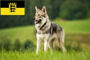 Read more about the article Saarloos Wolfdog breeders and puppies in Baden-Württemberg