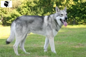 Read more about the article Saarloos wolfhound breeders and puppies in Corsica