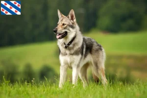 Read more about the article Saarloos wolfdog breeders and puppies in Friesland