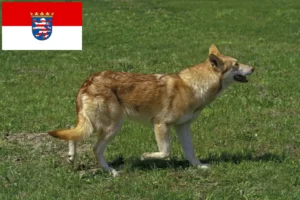 Read more about the article Saarloos Wolfdog breeders and puppies in Hesse