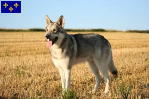 Read more about the article Saarloos wolfdog breeders and puppies in Île-de-France