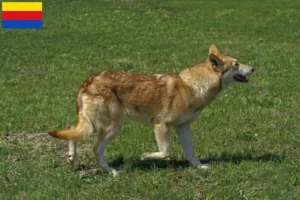 Read more about the article Saarloos wolfhound breeders and puppies in North Holland