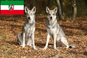 Read more about the article Saarloos Wolfhound breeders and puppies in North Rhine-Westphalia