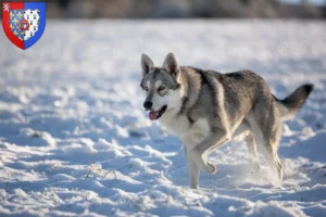 Read more about the article Saarloos wolfhound breeders and puppies in Pays de la Loire