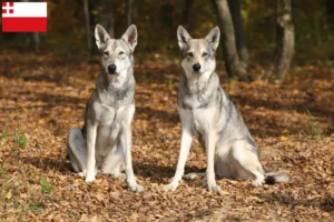 Read more about the article Saarloos wolfhound breeders and puppies in Utrecht