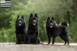 Read more about the article Schipperke breeders and puppies in Brittany