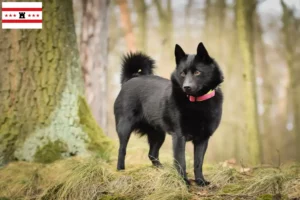 Read more about the article Schipperke breeders and puppies in Drenthe