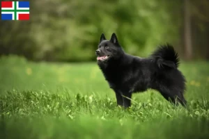 Read more about the article Schipperke breeders and puppies in Groningen