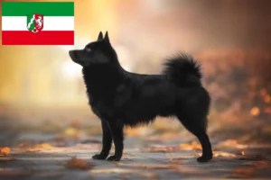 Read more about the article Schipperke breeders and puppies in North Rhine-Westphalia