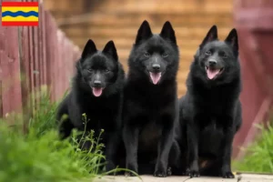 Read more about the article Schipperke breeders and puppies in Overijssel