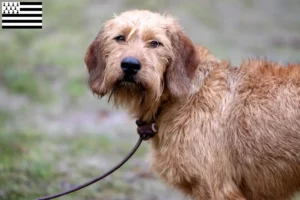 Read more about the article Styrian Wirehaired Dachshund breeders and puppies in Brittany