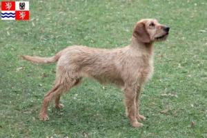 Read more about the article Styrian Wirehaired Dachshund breeders and puppies in Central Bohemia