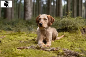 Read more about the article Styrian Rough-Haired Breeder and puppies in Corsica