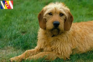 Read more about the article Styrian Wirehaired Dachshund breeders and puppies in Grand Est