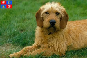 Read more about the article Styrian wirehaired breeder and puppies in Hradec Králové