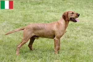 Read more about the article Styrian Wirehaired Dachshund breeders and puppies in Italy