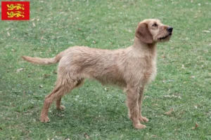 Read more about the article Styrian Wirehaired Dachshund breeders and puppies in Normandy