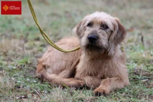 Read more about the article Styrian Wirehaired Dachshund breeders and puppies in Occitania