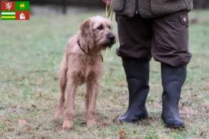 Read more about the article Styrian Wirehaired Dachshund breeders and puppies in Pilsen