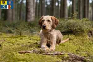 Read more about the article Styrian Wirehaired Dachshund breeders and puppies in Moravia-Silesia