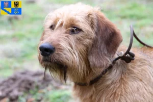 Read more about the article Styrian Wirehaired Dachshund breeders and puppies in Olomouc