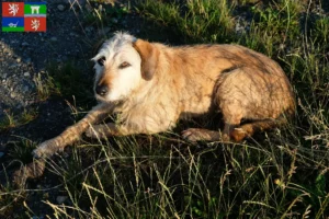 Read more about the article Styrian wirehaired breeder and puppies in Ústí