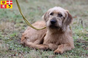 Read more about the article Styrian Wirehaired Dachshund breeders and puppies in Auvergne-Rhône-Alpes