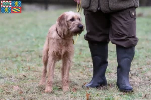 Read more about the article Styrian Wirehaired Dachshund breeders and puppies in Bourgogne-Franche-Comté