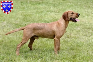 Read more about the article Styrian Wirehaired Hound Breeder and puppies in Centre-Val de Loire